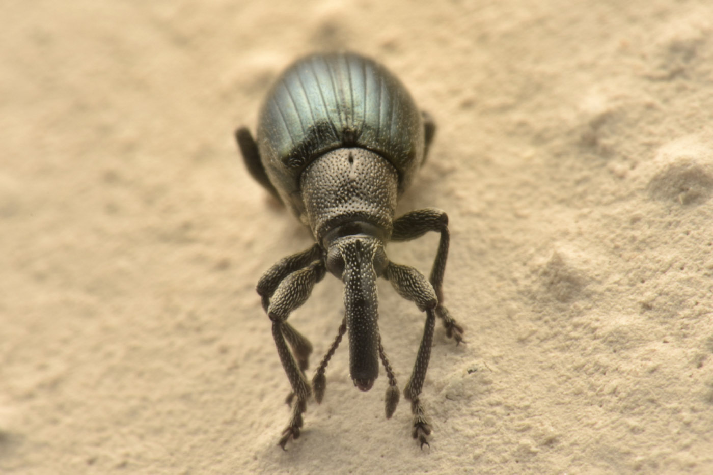 Apionidae: Aspidapion aeneum?